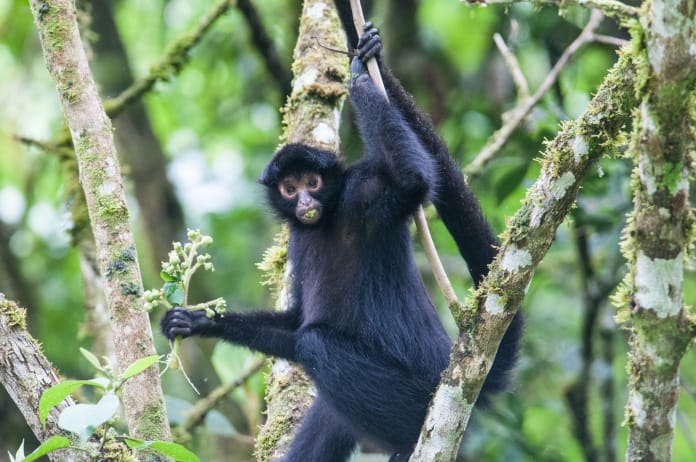 Macaco-aranha-de-cara-branca (Ateles marginatus)